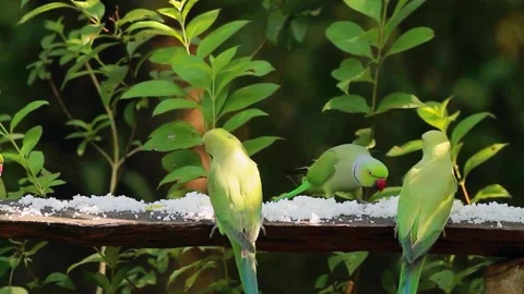 Rose-ringed Parakeet (Psittacula krameri) Stock Footage 283644125