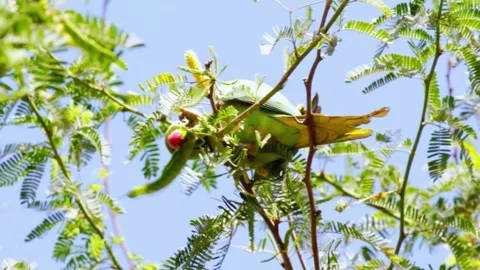 Rose-ringed Parakeet (Psittacula krameri) Stock Footage 283653553