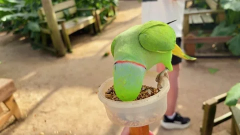 A rose-ringed parakeet (Psittacula krameri) eats seeds from a feeder.  스톡 동영상 327355108