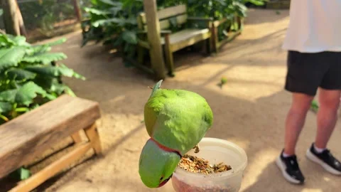 A rose-ringed parakeet (Psittacula krameri) eats seeds from a feeder.  Stock Footage 327355169