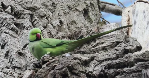 A Rose Ringed Parakeet, Psittacula krameri in a park in Manchester, UK. Видео 337626191