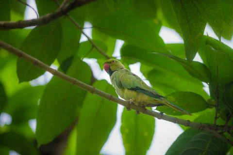 Rose ringed parakeet, Psittacula krameri Stock Photos
