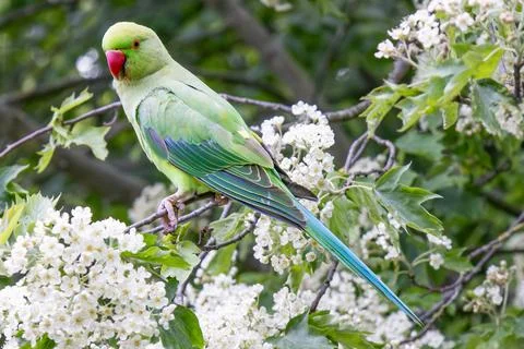 Rose-ringed Parakeet (Psittacula krameri) perched in the branch of a tree Stock Photos