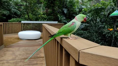The rose-ringed parakeet (Psittacula krameri) Stock Photos