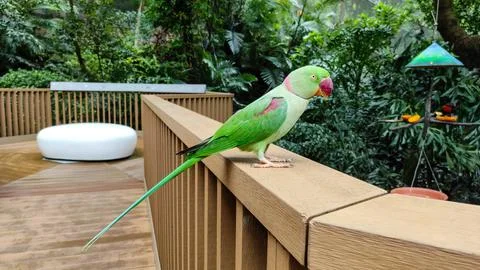 The rose-ringed parakeet (Psittacula krameri) Stock Photos
