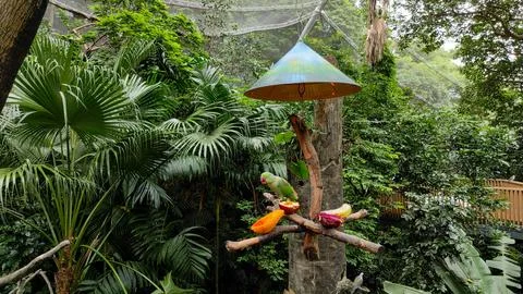The rose-ringed parakeet (Psittacula krameri) Stock Photos