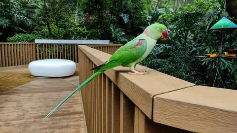 The rose-ringed parakeet (Psittacula krameri) Stock Photos