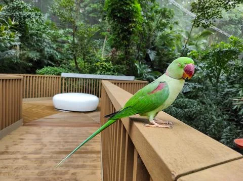 The rose-ringed parakeet (Psittacula krameri) Stock Photos