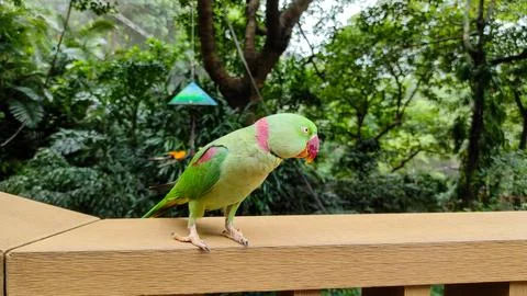 The rose-ringed parakeet (Psittacula krameri) Stock Photos
