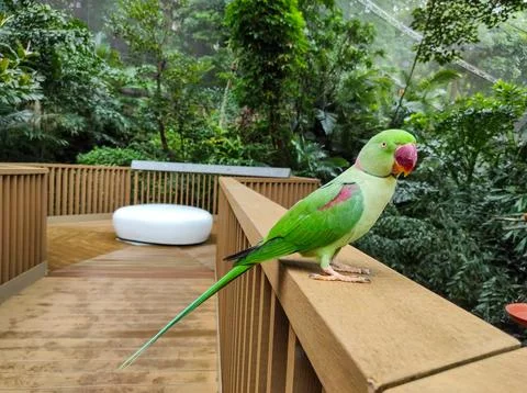 The rose-ringed parakeet (Psittacula krameri) Stock Photos