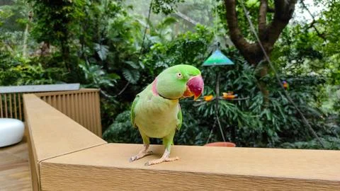 The rose-ringed parakeet (Psittacula krameri) Stock Photos