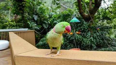 The rose-ringed parakeet (Psittacula krameri) Stock Photos
