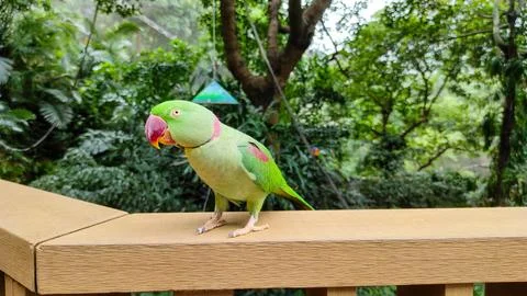 The rose-ringed parakeet (Psittacula krameri) Stock Photos