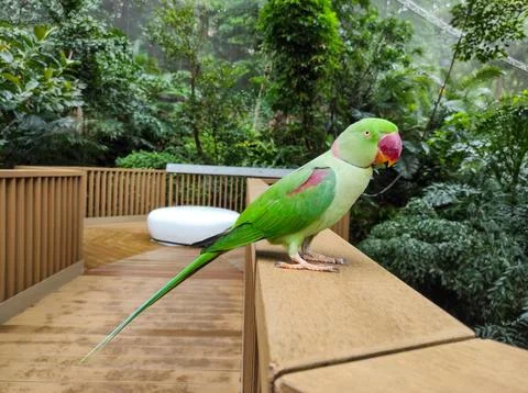 The rose-ringed parakeet (Psittacula krameri) Stock Photos