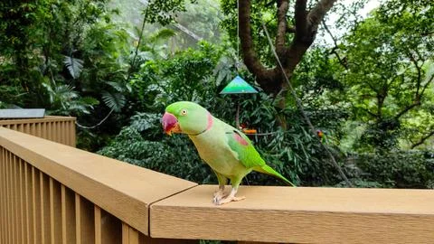 The rose-ringed parakeet (Psittacula krameri) Stock Photos