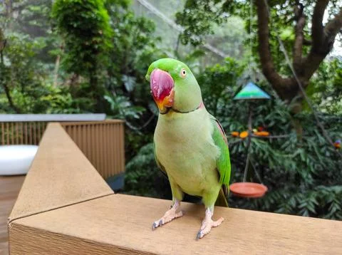 The rose-ringed parakeet (Psittacula krameri) Stock Photos