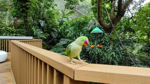 The rose-ringed parakeet (Psittacula krameri) Stock Photos