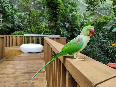 The rose-ringed parakeet (Psittacula krameri) Stock Photos