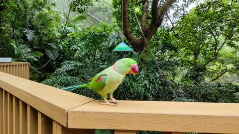 The rose-ringed parakeet (Psittacula krameri) Stock Photos