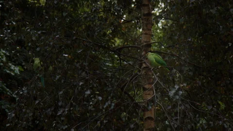Rose-ringed Parakeet Resting On Dense Foliage Tree 動画素材 301513545