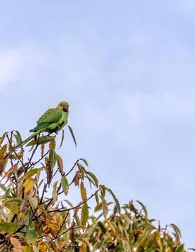 The Rose-ringed parakeet - Ring-necked Parakeet (Psittacula krameri) Stock Photos