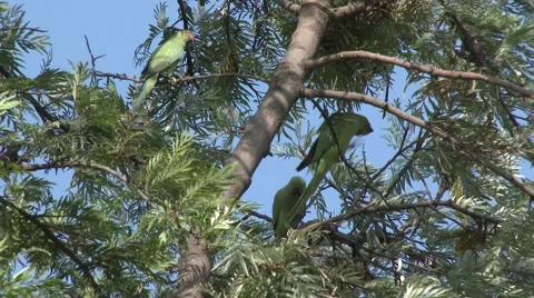 Rose-Ringed Parakeet Several Delhi 库存影片 43198229