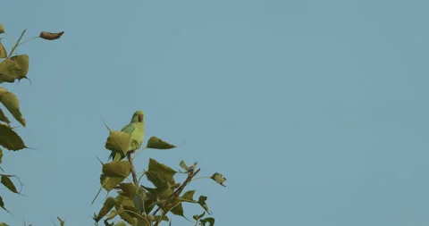 Rose-ringed parakeet siting on tree branch Slow motion. Sittacula krameri Stock Footage 279299855