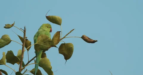 Rose-ringed parakeet siting on tree branch Slow motion. Sittacula krameri Vídeos de archivo 281452087