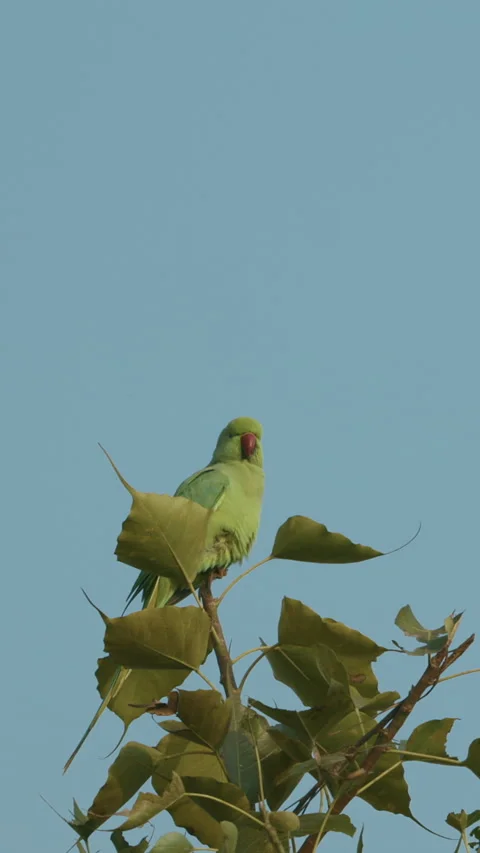 Rose-ringed parakeet siting on tree branch Slow motion. Sittacula krameri, 库存影片 309938099