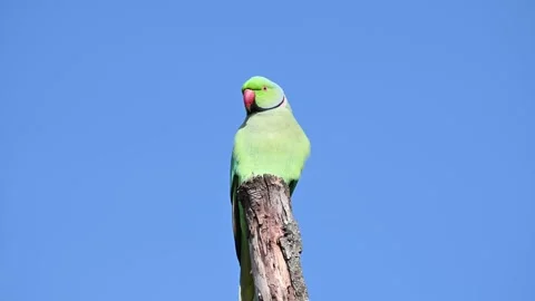 Rose ringed parakeet sitting on a tree stump Stock Footage 246072778