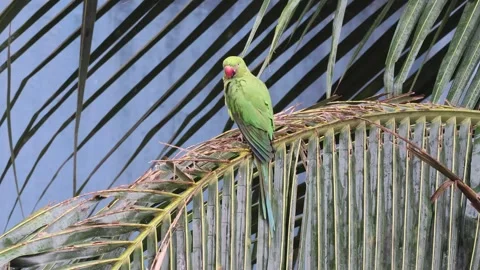 Rose-ringed parakeet sitting on tree in city. 스톡 동영상 333976798