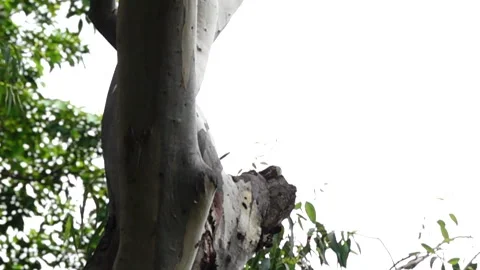 Rose ringed Parakeet, in slow motion, comes to its nest with partner Stock Footage 245534520