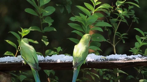 Rose-ringed parakeet in Sri Lanka Stock Footage 100434982