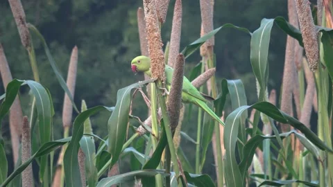 Rose-ringed parakeet Stands on Branch and Flies Stock Footage 205590643
