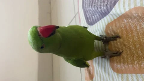 A rose-ringed parakeet stands on a mat, looks curiously at the camera then 库存影片 169497782