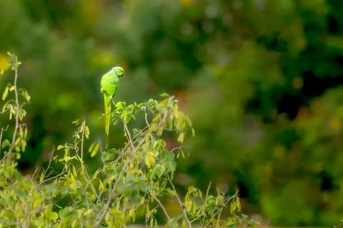 Rose ringed Parakeet on top of the tree Foto stock