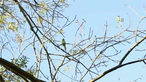 Rose-ringed parakeet on a tree branch Stock Footage 221284165
