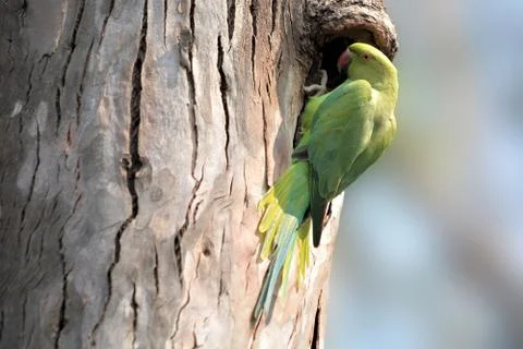 Rose-ringed parakeet in the tree of nesting site Stock Photos