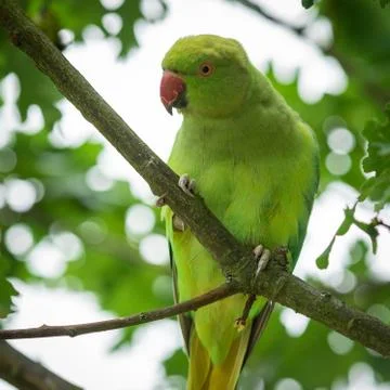 Rose-ringed Parakeet in the tree Stock Photos