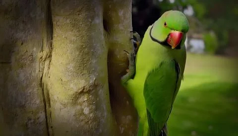 Rose-ringed parakeet on tree. Stock Photos