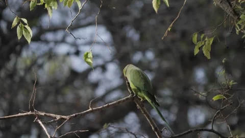 Rose-ringed Parakeet Walking on Tree Branch 库存影片 328281347