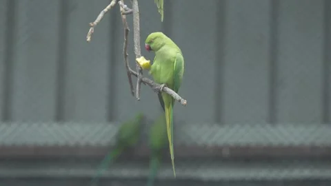 The rose-ringed Parakeet is in the zoo. 스톡 동영상 328850753