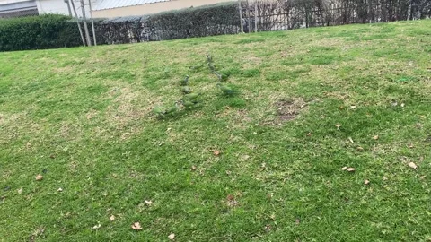 Rose-ringed parakeets Stock Footage 300159329