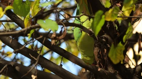 Rose-ringed Parakeets Parrots feeding in trees in Rome, Italy Stock Footage 99929404