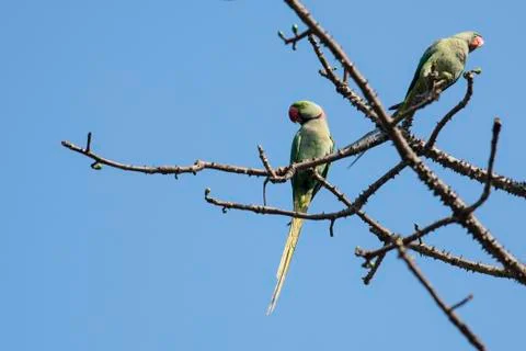Rose Ringed Parakeets Perched on Branch of a Tree Stock Photos