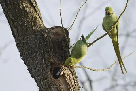 Rose ringed parakeets Psittacula krameri fight with great spotted woodpecker Foto stock