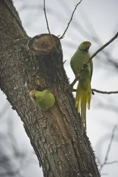 Rose ringed parakeets Psittacula krameri at the breeding burrow Foto stock
