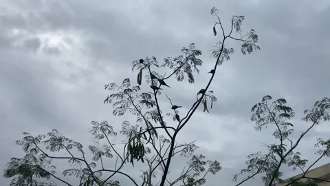 Rose-ringed parakeets on tree Stock Footage 300159503