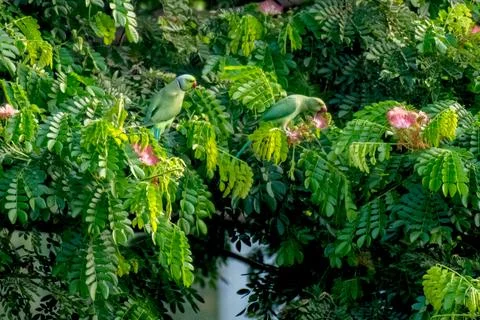 Rose ringed Parakeets on the tree Stock Photos