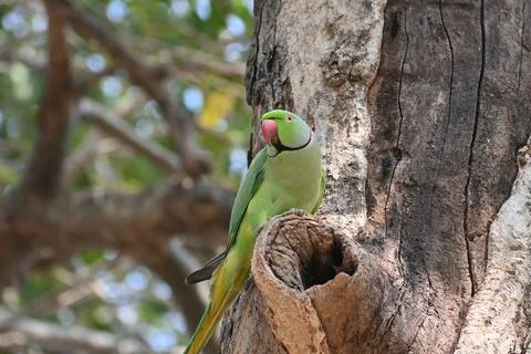 A rose ringed parrot Foto stock